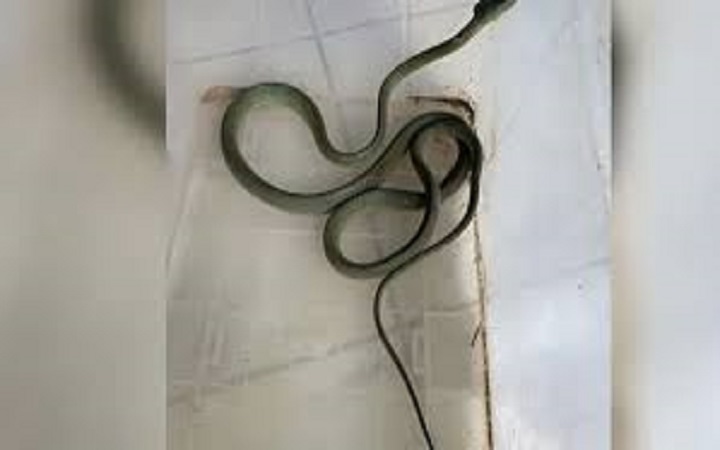 মৌলভীবাজারে সবুজ ফণীমনসা সাপ উদ্ধার